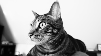 Gato atigrado fondo blanco
