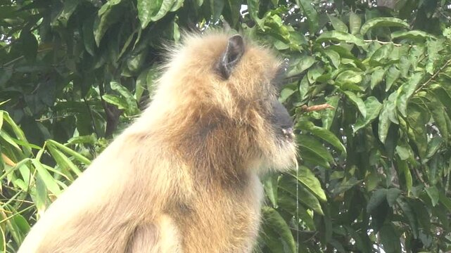 A solitary langur monkey sits peacefully on a terrace, delicately eating, its long tail curled and expressive eyes alert