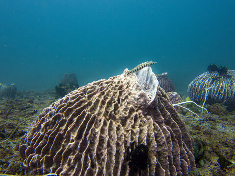 A Parapercis tetracantha or Reticulated sandperch on a barrel sponge, blue water background. Photo from the coral triangel, Philippines