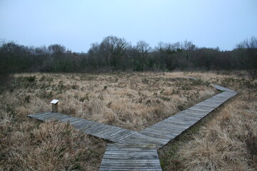 Wooden Y footbridge to cross a marsh - Passerelle en Y de bois pour traverser un marais