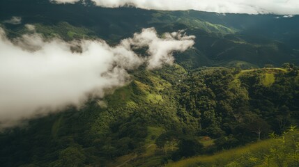 A lush green forest with a cloudy sky above