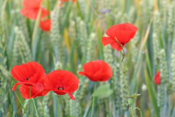 Poppies in a wheat field - Coquelicots dans un champ de blé