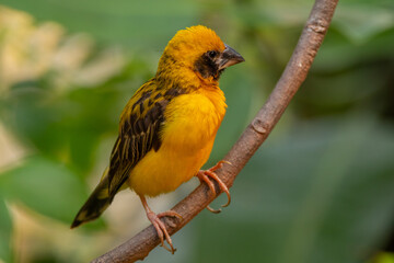 The Asian golden weaver (Ploceus hypoxanthus) is a species of bird in the family Ploceidae