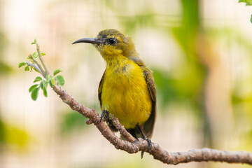 Obraz premium The garden sunbird (Cinnyris jugularis), previously known as the olive-backed sunbird, is a species of passerine bird in the family Nectariniidae