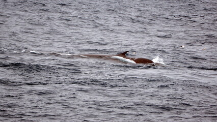 Fototapeta premium Dorsal fin of a fin whale (Balaenoptera physalus) off of Elephant Island, in the South Shetland Islands, Antarctica