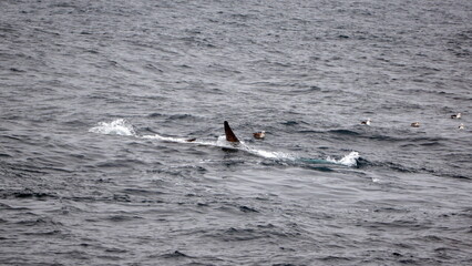 Fototapeta premium Fin whale (Balaenoptera physalus) off of Elephant Island, in the South Shetland Islands, Antarctica