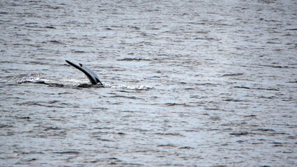 Naklejka premium Tail of a humpback whale (Megaptera novaeangliae) at Portal Point, Antarctica