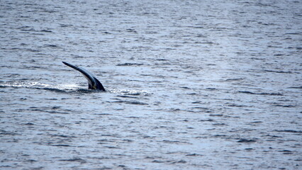 Fototapeta premium Tail of a humpback whale (Megaptera novaeangliae) at Portal Point, Antarctica