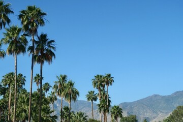 palm trees against the sky