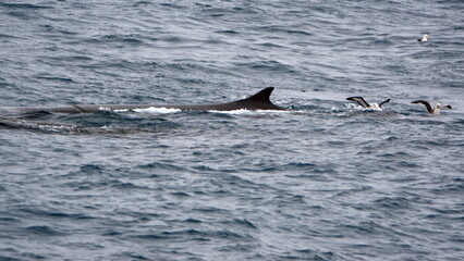 Dorsal fin of a fin whale (Balaenoptera physalus) off of Elephant Island, in the South Shetland...