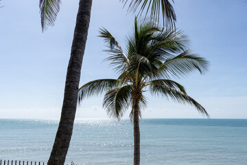 A tall tropical palm tree under a clear blue sky with scattered white clouds, capturing a serene and sunny tropical atmosphere.