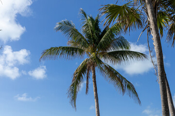 Obraz premium A tall tropical palm tree under a clear blue sky with scattered white clouds, capturing a serene and sunny tropical atmosphere.