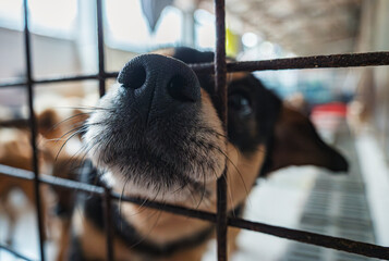 A hopeful shelter dog gazes through the bars of its kennel in a pet rescue facility looking for a...