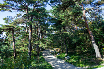 Obraz premium Beautiful fine tree forest with blue sky. 