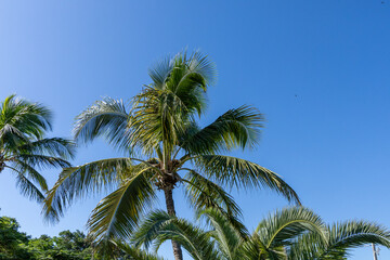 Tall, lush palm trees sway under a vibrant blue sky, capturing a tropical atmosphere.