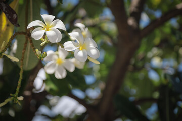 White plumeria flowers blooming on a tree with bright green leaves under a clear blue sky and sunlight.