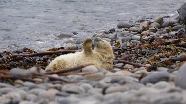  new born grey seal pup at the waters edge in 4k