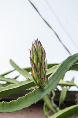 dragonfruit flowers at garden