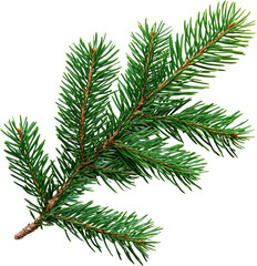 Obraz premium Lush green pine branch with vivid needles