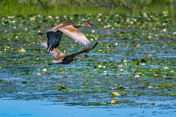 Sandhill Cranes Flying in Necedah National Wildlife Refuge