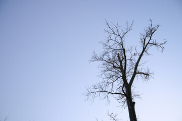 Obraz premium tree branches against blue sky