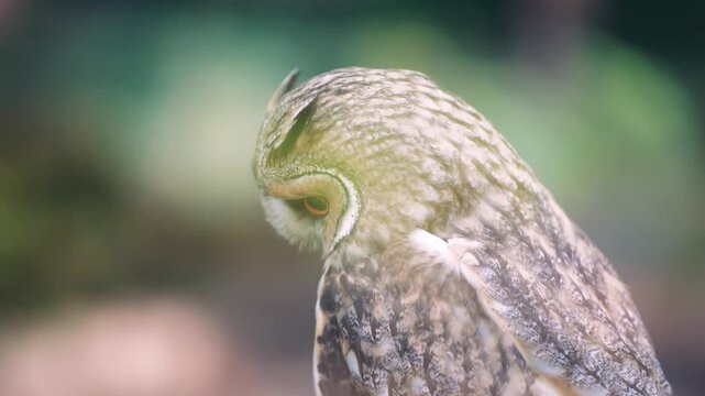 Close-up video of an owl from behind. A young owl in the frame is sitting indoors as a concept of continuing the life of birds under human supervision.