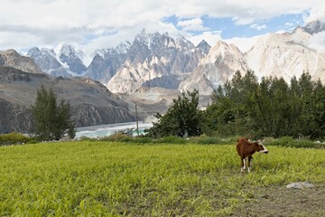 View of the Tupopdan Peak mountain range from Hussaini village. Karakoram mountain range. Gilgit-Baltistan region. Pakistan. Asia.