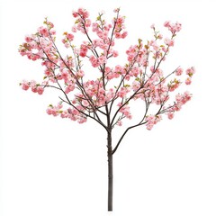 Obraz premium Cherry Blossom isolated on white background