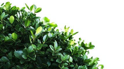 Obraz premium Lush green leaves against a white background.