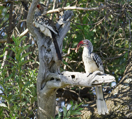 Red bill hornbill in Dinokeng  nature reserve in South Africa, Africa