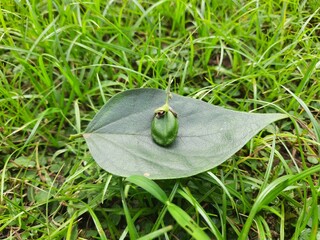 Nyctanthes arbor tristis fruits. It's other names  night blooming jasmine, tree of sorrow flower,...