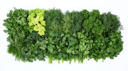 Fototapeta premium A selection of fresh green herbs (dill, parsley, cilantro) arranged neatly on a white background.