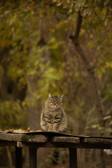 Tabby cat on a walk in autumn