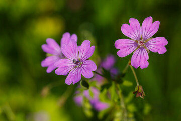Pyrenäen-Storchschnabel (Geranium pyrenaicum) 