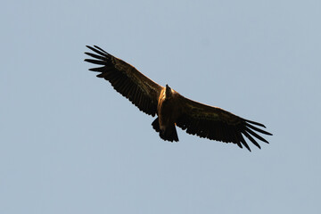 Obraz premium Vautour fauve,.Gyps fulvus, Griffon Vulture, Parc naturel régional des grands causses 48, Lozere, France