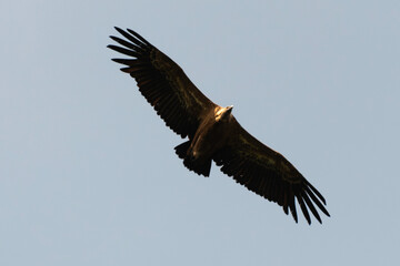 Vautour fauve,.Gyps fulvus, Griffon Vulture, Parc naturel régional des grands causses 48, Lozere,...