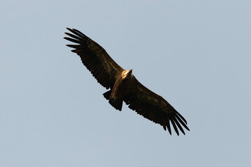 Vautour fauve,.Gyps fulvus, Griffon Vulture, Parc naturel r&eacute;gional des grands causses 48, Lozere, France