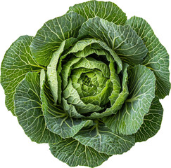 Fototapeta premium Fresh green cabbage close-up