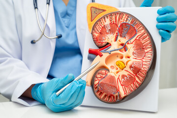 Chronic kidney disease, doctor with model for treatment urinary system, urology, Estimated glomerular filtration rate eGFR.