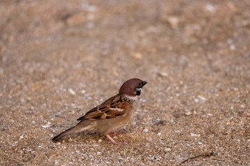 해수욕장 모래밭에서 먹이를 찾는 참새들