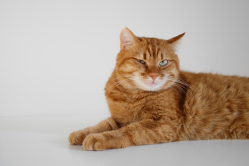 Funny ginger cat sitting on table and winking