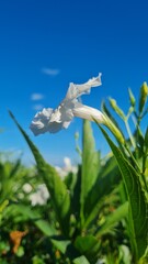 Obraz premium sky, blue