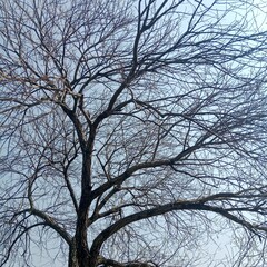 tree against sky