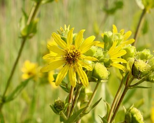 A close view of the bright yellow wildflower in the field.