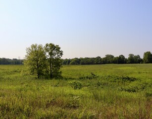 Fototapeta premium The green country field on a sunny day.
