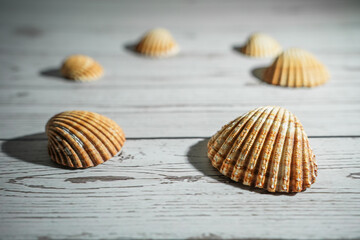 Concept photo stillife of sea shells on a wooden background