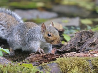 squirrel in the forest