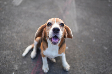Close up of a face of a cute  beagle dog sitting on the sidewalk while she look up to the camera.