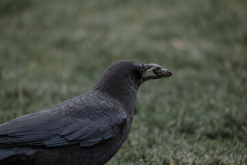 Fototapeta premium Crow eatging his bug