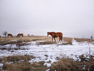 Horses graze in the field. View of autumn, winter or spring landcape with mountains and hills....